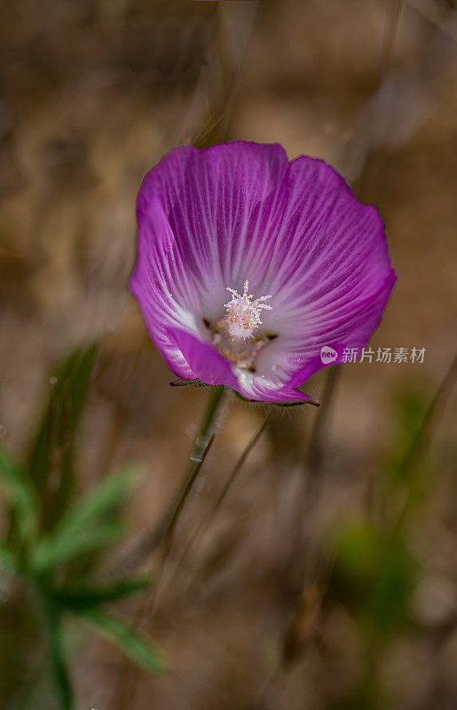 锦葵(Sidalcea diploscypha)是锦葵科开花植物的一种。它是加州特有的，生长在该州中部的林地和山谷中。索诺玛山保护区，索诺玛县，加利福尼亚州